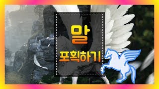 [검은사막M] 말포획! 말 잡는법! 1세대 2세대 구분법!