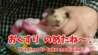 ハムスターへのお薬の飲ませ方 It's time to take medicine☆English subtitles