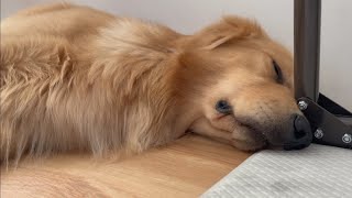 【ドキッとする・・・】死んだように眠る犬