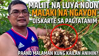 PAANO MALAMAN KUNG PWEDE NG ANIHIN ANG LUYA | D' GREEN THUMB