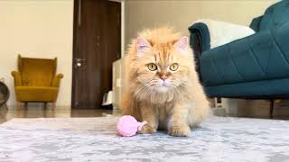 Funny Playful cat | Playtime with Plowythecat