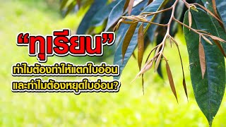 ทุเรียนทำไมต้องทำให้แตกใบอ่อน และทำไมต้องหยุดใบอ่อน