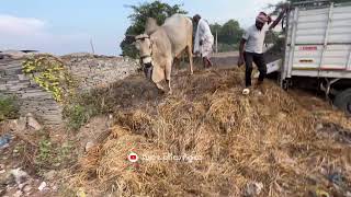 గోపాలం బ్రహ్మయ్య గారి జూనియర్ గిత్తలు