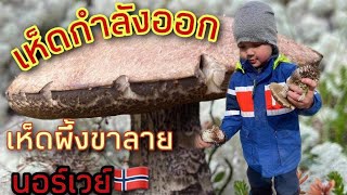 เมียฝรั่งพาลูกเก็บเห็ดขาลายในนอร์เวย์