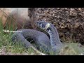 ಈ ಹಳ್ಳಿಯ ಜನರು ಹಾವುಗಳೊಂದಿಗೆ ಜೀವಿಸುತ್ತಾರೆ a village in india where people practically live with snakes