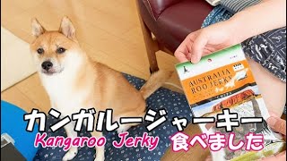 柴犬おーじろう☆【食物アレルギー】カンガルージャーキーを食べてみました Kangaroo Jerky