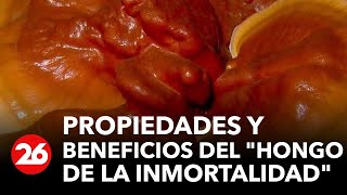 Revelan propiedades y beneficios del \