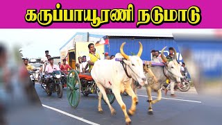 கருப்பாயூரணி- நடுமாடு-07.03.2020-Karuppavurani Nadumaadu panthayam