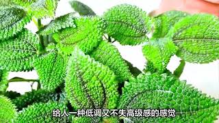 揭秘！灰绿冷水花为何成为花友新宠？