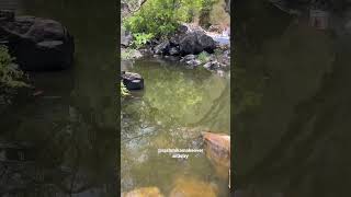 Papanasam Agasthiar falls🌊..#waterfall #nature #treandingreels #viral #video #shorts