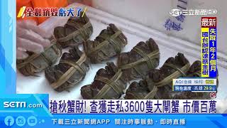 搶秋蟹財！金門扣走私3600隻大閘蟹　市價百萬｜三立新聞台