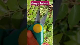 4 Best Tips To Grow Curry Leaf || Curry Leaves Homemade Fertilizer | 🥰 #shorts