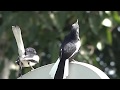 Oriental magpie-robin  (polkichcha පොල්කිච්චා)