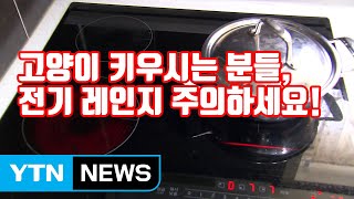 [자막뉴스] 고양이 키우시는 분들, 전기 레인지 주의하세요! / YTN