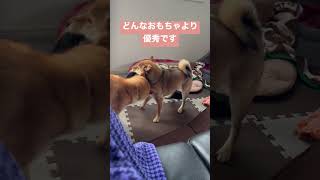 【豆柴】どんなおもちゃより靴下に勝るものなし #shibainu #柴犬 #犬 #豆柴 #多頭飼い #かわいい犬 #dog #pet #cute #animal #おもちゃ#靴下