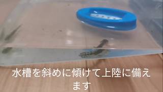 クロサンショウウオの飼育方法 幼体の上陸について