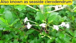 Seaside Clerodendrum