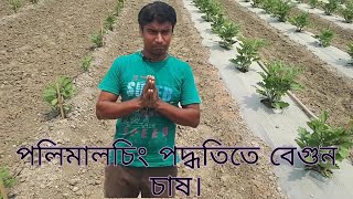 পলি মালচিং পদ্ধতিতে বেগুন চাষ।দ্বিগুণ ফলন দ্বিগুন লাভ।