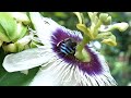 Blue Banded Bee, Indian Honey Bee, Indian Stingless Bee. Various honey bees on passion fruit flower