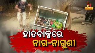 ହାତବାକ୍ସରେ ନାଗ-ନାଗୁଣୀ | nandighoshaTV