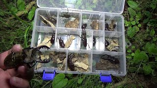 【昆虫採集】2020年6月26日　ミヤマクワガタ　ノコギリクワガタ70mmアップを求めて 【Insect collecting】