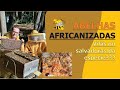 ABELHAS AFRICANIZADAS: 