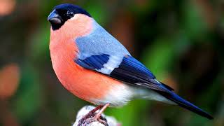 Bird Bullfinch Song.(Purrhula).