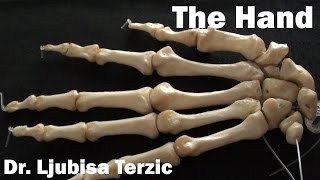 Skeleton of the Hand - Anatomy - Carpal and metacarpal bones, phalanges