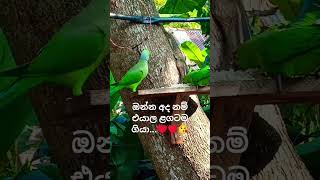 ලස්සනයි නේද.. ඔයාල මේ බලන video එක පිටිපස්සේ තියෙන්නේ,, කෙනෙකුගේ ලොකූ කැපකිරීමක්..share කරන්න pleaz🙏