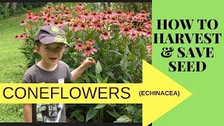 HOW TO COLLECT AND SAVE CONEFLOWER SEEDS (ECHINACEA)