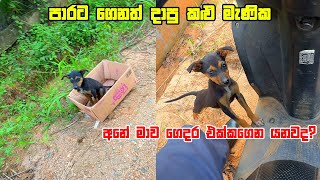 පාරට දාද්දි දුක හිතුනෙම නැද්ද?😢😭💔|| Abandoned puppy #dog #rescuedog #puppy