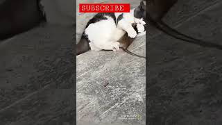 cat and the rat #wildlife #animals #catsfunny #short #spets  #cat tv for cats #india #tiktok #viral