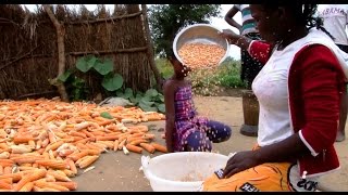 Farmers Speak: Vitamin A Maize, Zambia