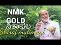 NMK GOLD CUSTARD APPLE Agriculture ಸಿತಾಫಲ ಕೃಷಿ shiraj mulimani ಶಿರಾಜ ಮೂಲಿಮನಿ ಹೊಸಕೋಟೆ