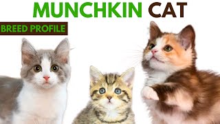 Munchkin Cat Breed Profile History - Traits - Price - Munchkin Cat Grooming Needs - Lifespan