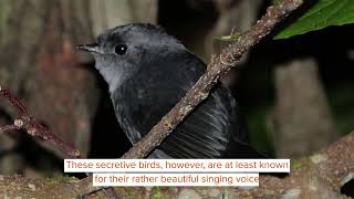 Amaze-wing Facts About The Black Catbird For Kids