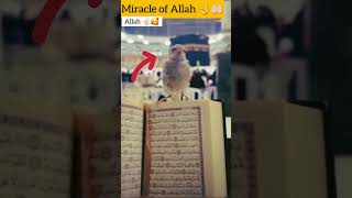 Miracle of Allah ☝🏻🤲🏻 || #shorts #islam #Allah #miracles