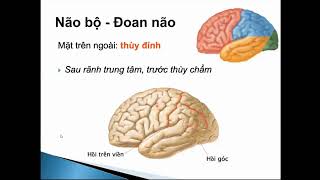 Ôn thi CK1 Giải phẫu - 6.1 Giải phẫu não bộ, màng não, mạch não