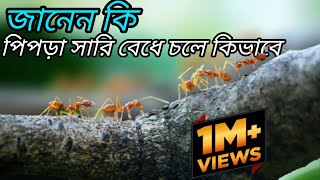 পিপড়া সারি বেধে চলে কেন! #ants