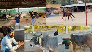 ગાયો માટે કોટિયા કોણ લાવ્યું 🤔કાબરી આપી Kankrej cow Banaskantha