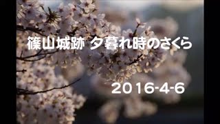 篠山城跡のさくら　夕暮れ時　兵庫県篠山市