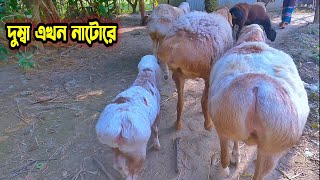 Dumba Collection নাটোরের হান্নান ভাইএর খামারে গর্ভবতী দুম্বা ও বাচ্চা সহ দুম্বা/ দুম্বার পাঠা দেখুন।