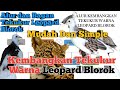 Cara  Cetak/Kembangkan Tekukur Warna Leopard Blorok. Mudah dan Simple . //Ada Bagan Alurnya//