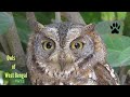 Owls of West Bengal Part 1| Subscribe for more videos