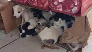 My Husband Shocked To Find A Bunch Of Puppies Abandoned In A Carton Box At Night!