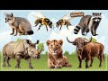 Discover the Wonders of the Animal Kingdom: Gray fox, Bee, Raccoon, Rhinoceros, Lion, Buffalo