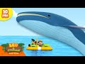 ¡¿ATAQUES DE GIGANTES DEL MAR?! 🐳 | ¡Animales Enormes! | Leo, El Explorador | Animación