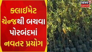 Porbandar News: ક્લાઈમેટ ચેન્જની અસરથી બતવા નવો પ્રયોગ | Chir Tree | Climate Change | Gujarati News