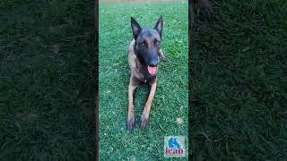 Pastor Belga Malinois #perros