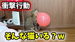 猫と風船で遊んでたら、衝撃の行動をした